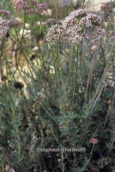 eriogonum fasciculatum 4 graphic